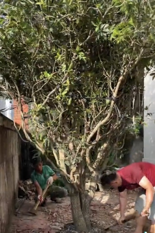  Cây mộc hương đã sống được rất nhiều thập kỷ. (Ảnh: Chụp màn hình TikTok C.M.H)