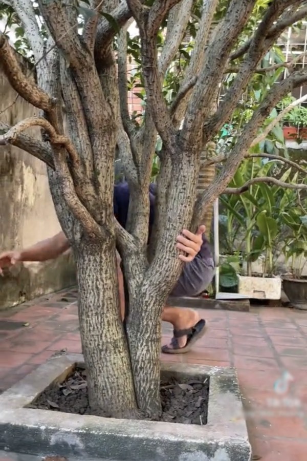  Cái cây thực sự đã trở thành "người bạn" của chủ nhà.&nbsp;(Ảnh: Chụp màn hình TikTok C.M.H)
