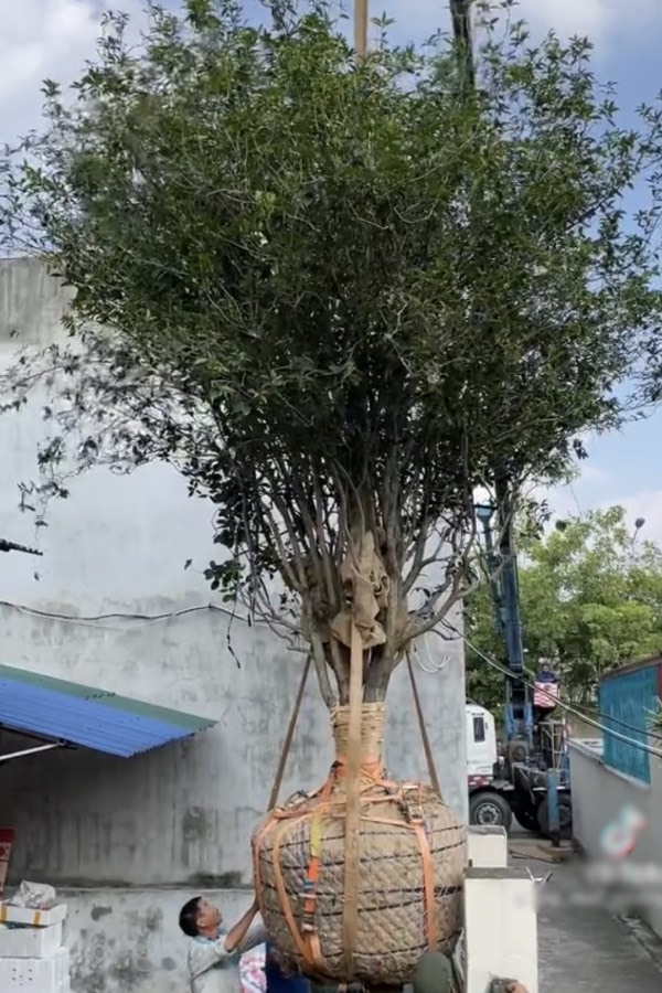  Giờ đây, cây mộc hương mọc trong sân chỉ còn là kỷ niệm.&nbsp;(Ảnh: Chụp màn hình TikTok C.M.H)