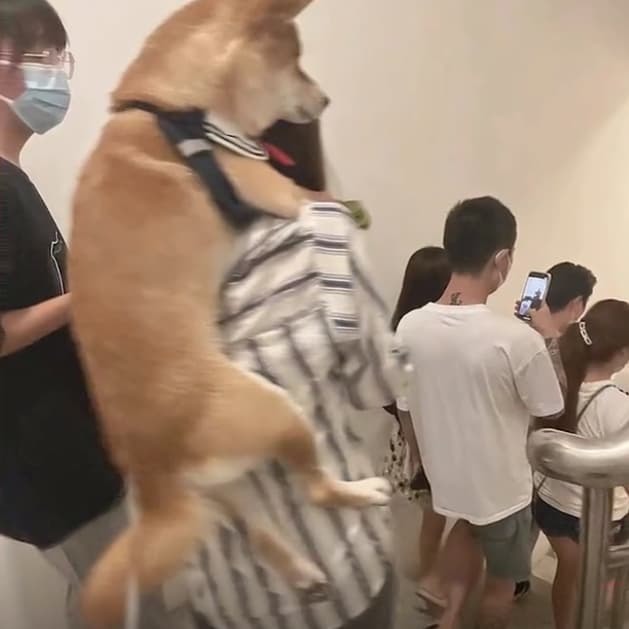  Chú cưng nằm yên trên lưng chủ suốt 10 phút chạy thang bộ xuống dưới. (Ảnh: Chụp màn hình 163)