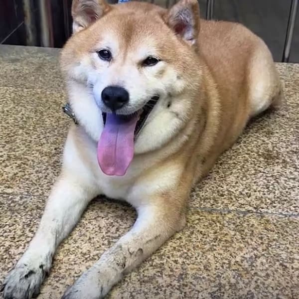  Em Shiba Inu mũm mĩm an toàn thoát khỏi sự cố. (Ảnh: Sohu)
