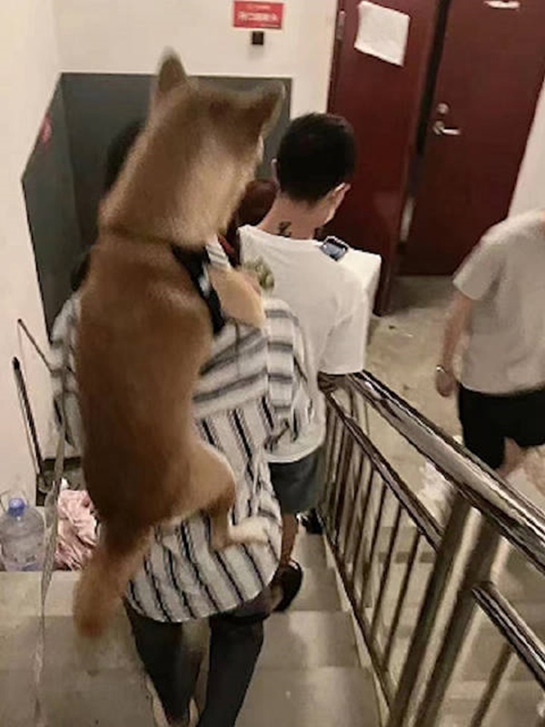  Cô gái không mang theo gì ngoài chú cún cưng. (Ảnh: Chụp màn hình 163)