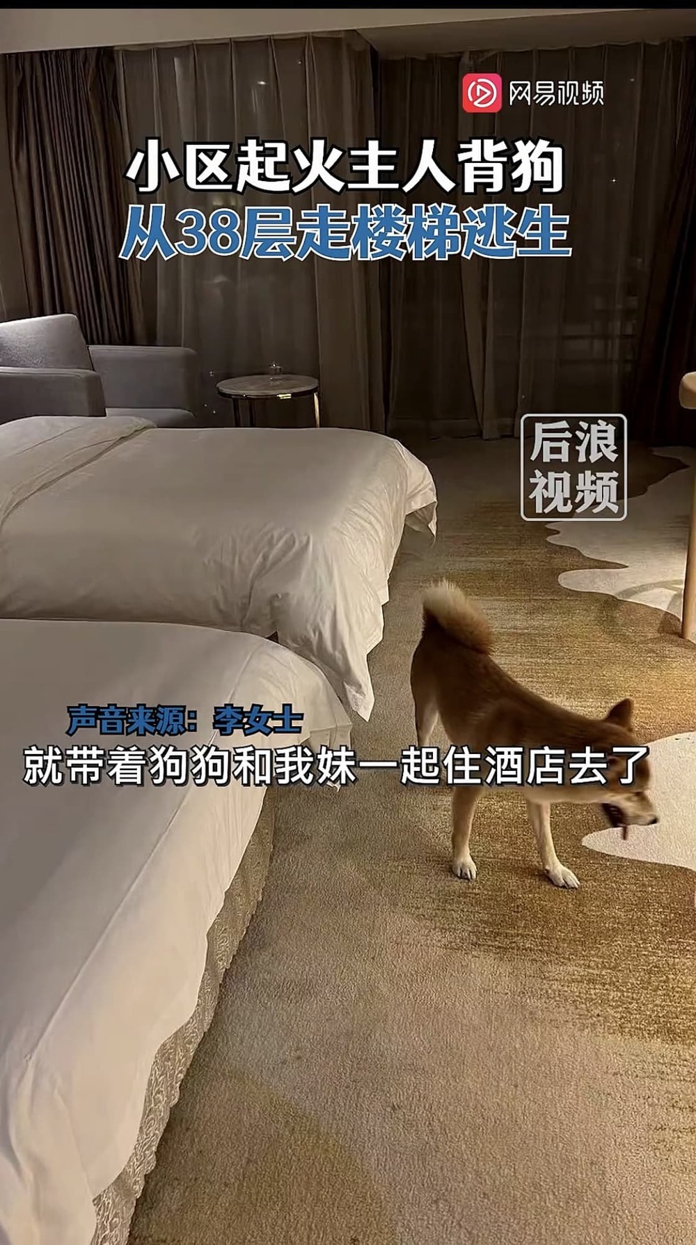  Cô gái và cún cưng được sắp xếp ở trong khách sạn sau sự cố. (Ảnh: Chụp màn hình Sohu)