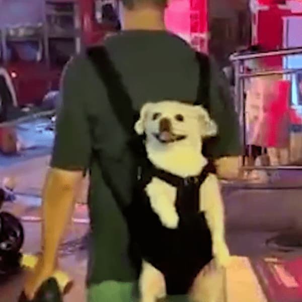  Chú chó trắng được cô Lý cứu trên đường đi đã về với chủ. (Ảnh: Sohu)