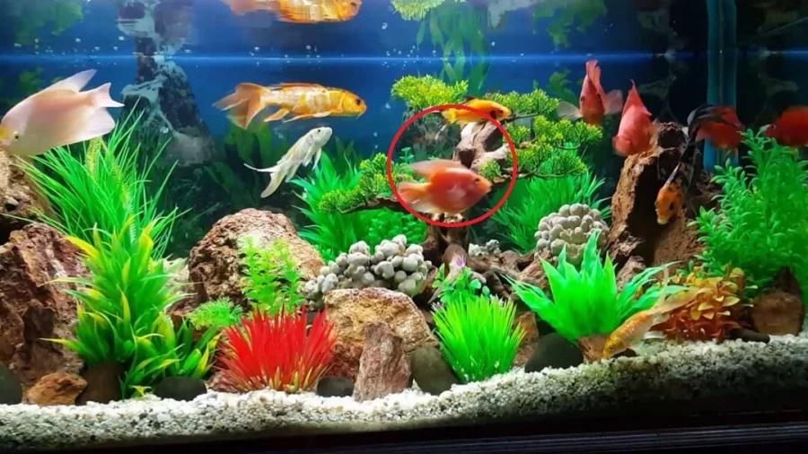 4 đồ vật cứ tiện tay đặt dưới chân bàn thờ, bảo sao thiếu tiền quanh năm-2