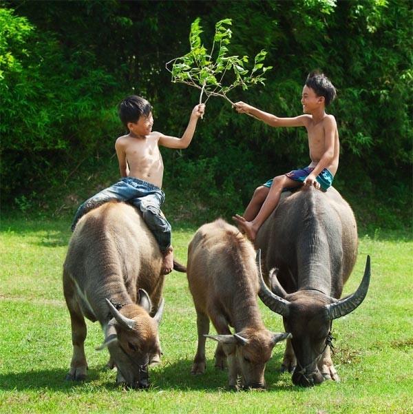 Từ ngày 15 - 19/10: 4 con giáp hổ mọc thêm cánh, tình tiền thăng hạng-3
