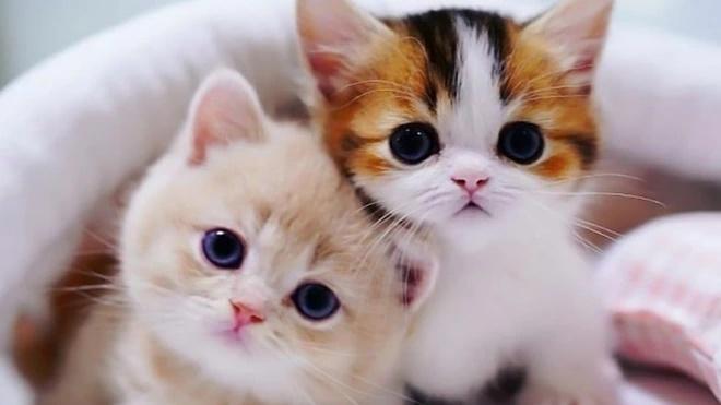 Từ 12h ngày 18/10 Dương lịch: 4 tuổi xuất sắc ẵm trọn tài lộc-1