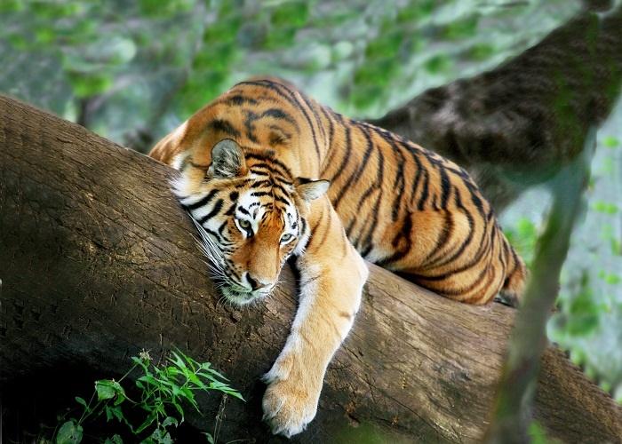 3 con giáp đau đáu vì tình, dễ bị cắm sừng trong ngày 28/10-1