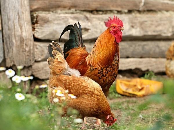 Ngày 11/11 qua cơn bĩ cực đến hồi thái lai 4 tuổi giàu khủng-3