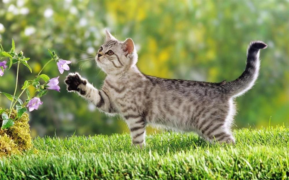 Ngày 1/11 Âm lịch Thần Tài trái, Phật Bà phải hộ trì 4 tuổi đại phát-1