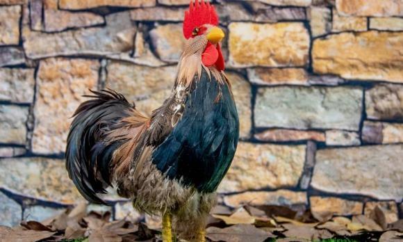 Tháng 12 tháng chót, vận lọt, 3 tuổi rũ bùn đứng dậy sáng lòa-2