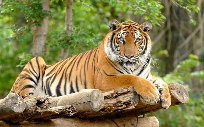 4 tuổi là con nhà Phật dễ trúng số đổi đời, giàu tột đỉnh 2 năm tới-4