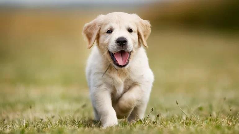 Chớ thấy lười mà chê: 3 tuổi ăn lộc sâu dày, công danh chót vót-3