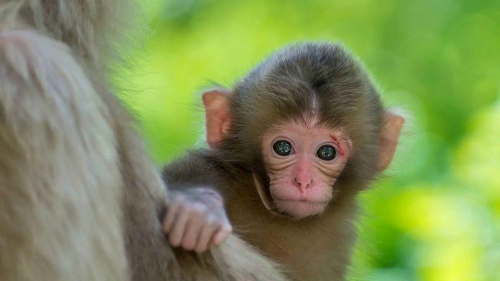 Tháng Chạp âm lịch gõ cửa, Thần Tài phát lộc 4 tuổi giàu cực nhanh-3