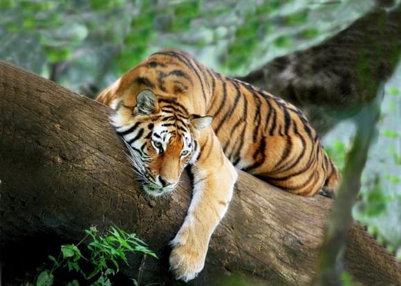 12 con giáp, rằm tháng 11 âm lịch, tử vi 2021