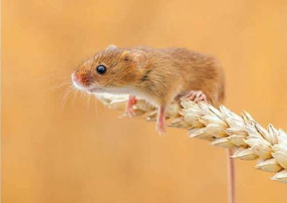 12 con giáp, nhâm dần 2022, tử vi 2022