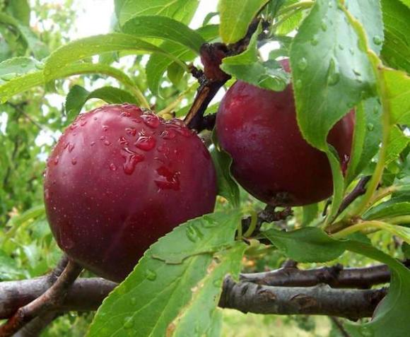 hoa quả, thờ cúng, kiêng kị
