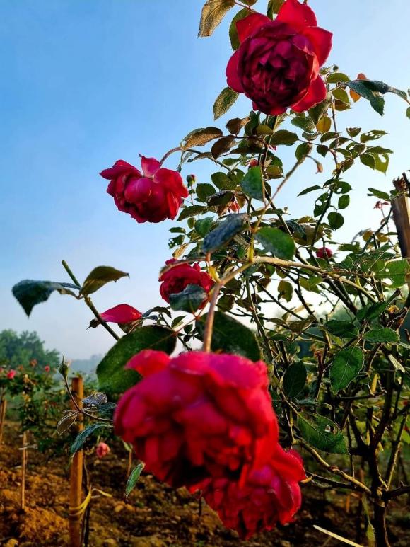 nhà đẹp, xây nhà tặng mẹ, mẫu nhà đẹp 