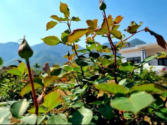 nhà đẹp, xây nhà tặng mẹ, mẫu nhà đẹp 