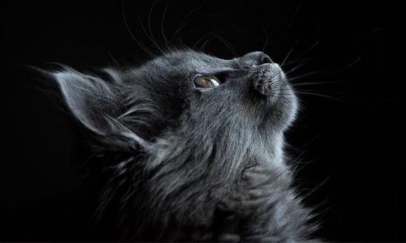 Rằm tháng 4 âm lịch, 12 con giáp, tử vi 2022