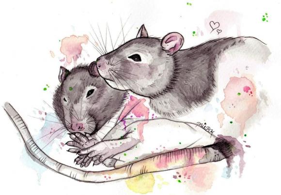 tử vi 12 con giáp, tử vi năm 2022, con giáp may mắn