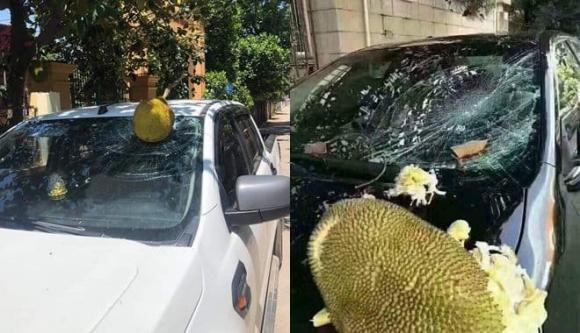 mít rụng trúng xe ô tô 0 mít rơi vỡ kính, kính xe ô tô, rơi vỡ kính xe, giới trẻ