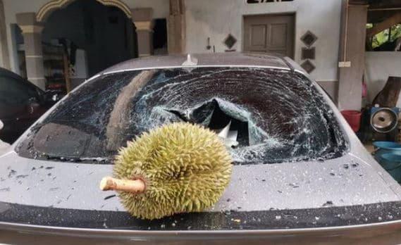 mít rụng trúng xe ô tô 1 mít rơi vỡ kính, kính xe ô tô, rơi vỡ kính xe, giới trẻ