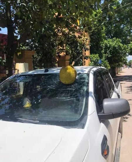 mít rụng trúng xe ô tô 2 mít rơi vỡ kính, kính xe ô tô, rơi vỡ kính xe, giới trẻ