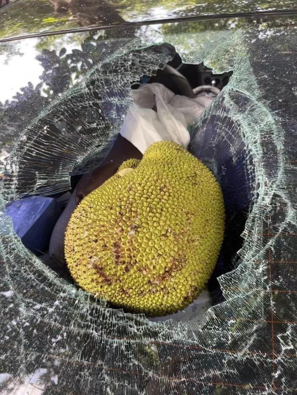 mít rụng trúng xe ô tô 2 mít rơi vỡ kính, kính xe ô tô, rơi vỡ kính xe, giới trẻ