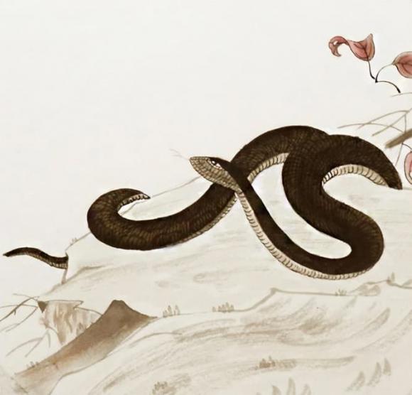 con-giap (44).jpg 1 tử vi, con giáp