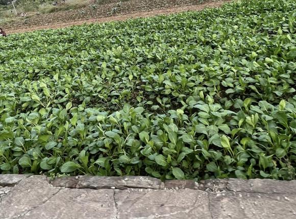 vườn nhà tự long 2 Tự Long, gia đình Tự Long, sao việt