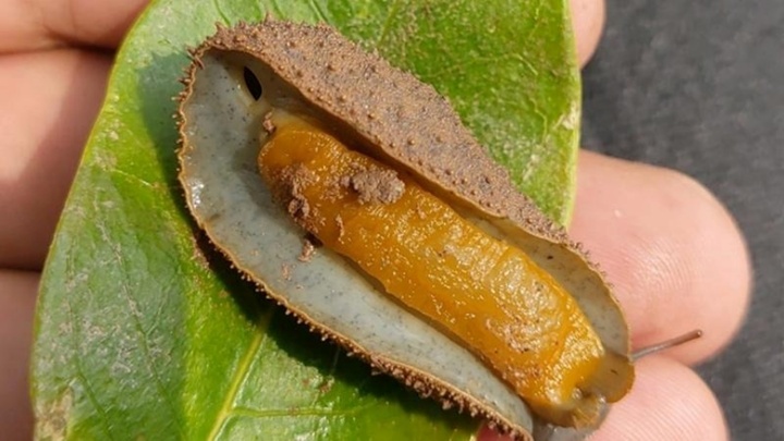 Loài đặc sản không xương, nghe tên 