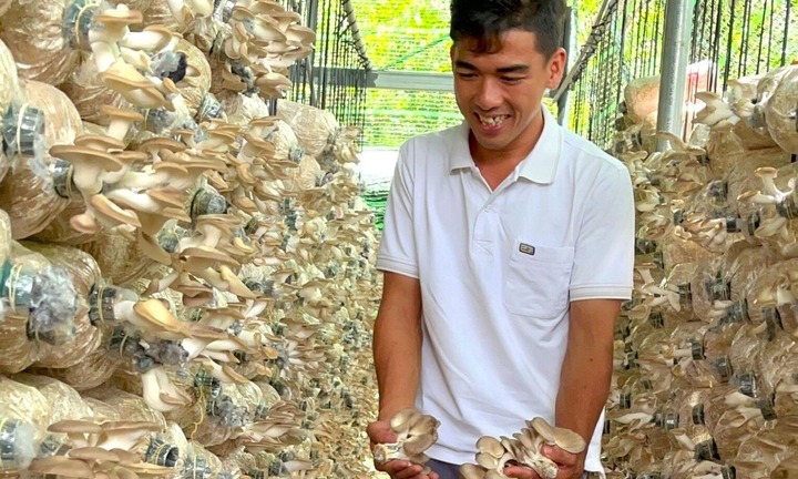 Bỏ phố về quê làm 