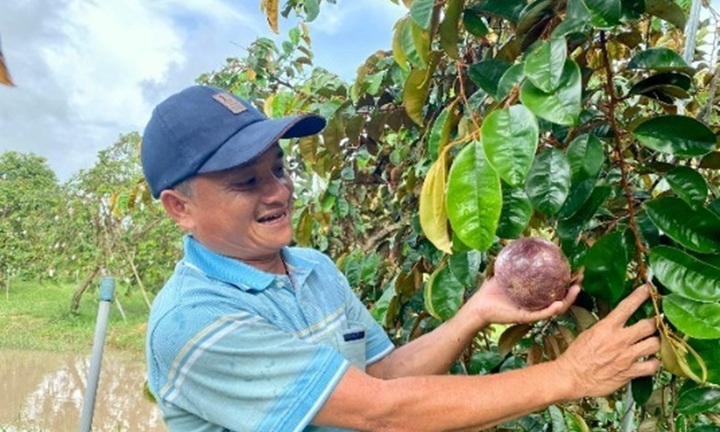 Bỏ phố về quê nuôi mộng lớn, kỹ sư 51 tuổi thu tiền tỷ nhờ loại trái cây 