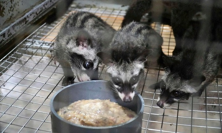 Nuôi con động vật mắt tròn xoe, ham ăn cá, người đàn ông lãi đậm bán đến 12 triệu/cặp