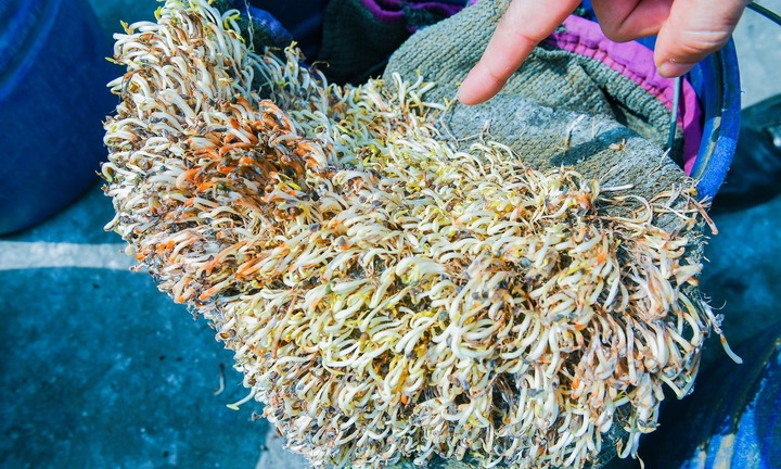 Bắt giữ, tiêu hủy hơn 5 tấn giá đỗ sản xuất bằng hóa chất tại Hải Phòng