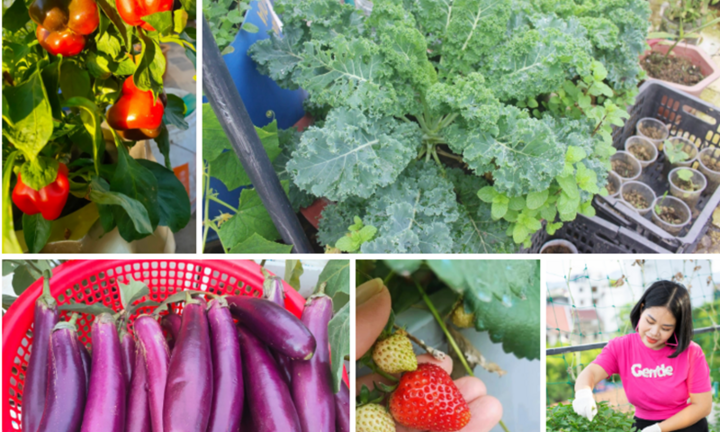 Nữ đầu bếp Hà Tĩnh phủ xanh sân thượng 140m2, thu hoạch 600 quả dưa hấu mỗi vụ