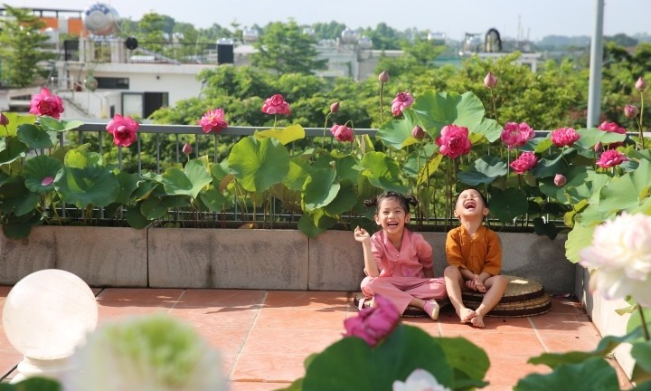 Người phụ nữ Hà Nội biến sân thượng thành vườn sen rực rỡ và ngát hương