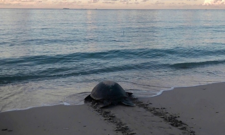 Tin tức thời sự 24h: 6 rùa mẹ lên bờ đẻ trứng trong một đêm ở đặc khu Côn Đảo