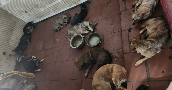 Bắt giữ ổ nhóm chuyên trộm chó bằng súng điện ở Hà Nội