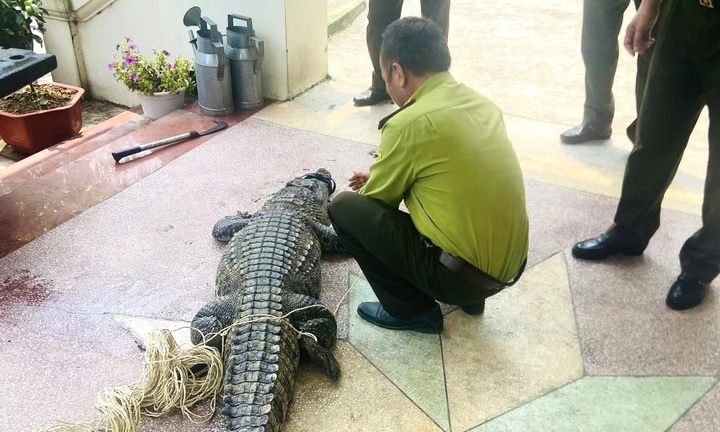 Tin tức thời sự 24h: Nam thanh niên phát hiện cá sấu nặng 50kg dưới kênh 