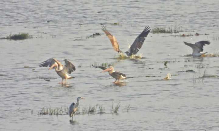 Tin tức thời sự 24h: Đàn bồ nông quý hiếm về Vườn quốc gia Tràm Chim