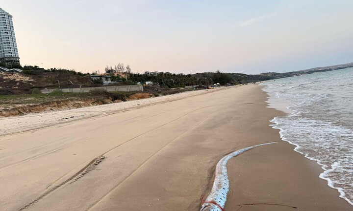 Cá mái chèo dài 3,5m bất ngờ xuất hiện trên bờ biển Lâm Đồng, cá Ông dạt vào bờ biển Đắk Lắk 