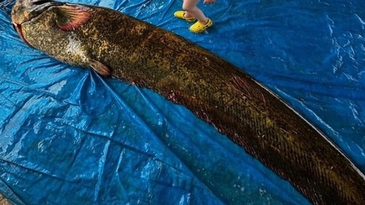 Bắt được con cá trê khổng lồ nặng 114kg, dài 2,15 mét, ngư dân phải thốt lên 