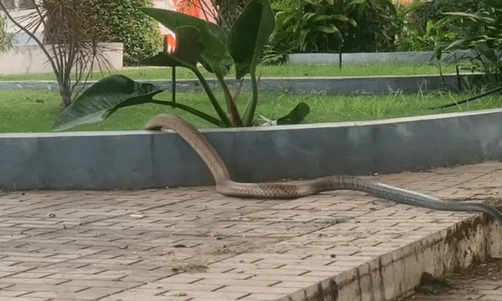 Clip: Rắn dài 3m, nặng 5kg bò vào sân bệnh viện ở Đắk Lắk 
