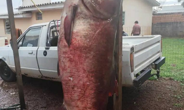 Ngư dân câu được cá chép “quái vật” 68kg, dài hơn 1,4m