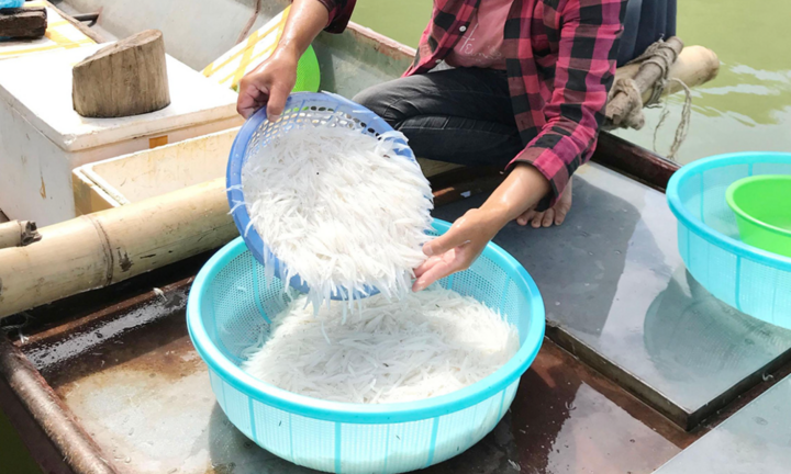 Loại cá được ví như 