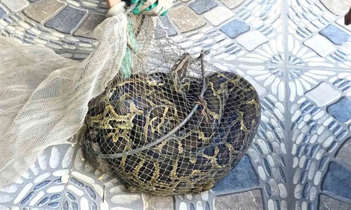 Đi thăm đồng, bắt được con vật “dài ngoằng”, nặng 9kg, mình đầy hoa văn lạ