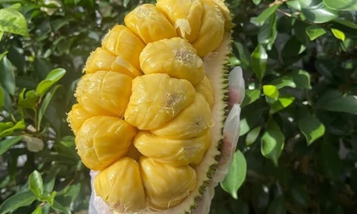 Bất ngờ giống mít bé xíu có giá đắt đỏ, khách sành ăn lùng mua bằng được