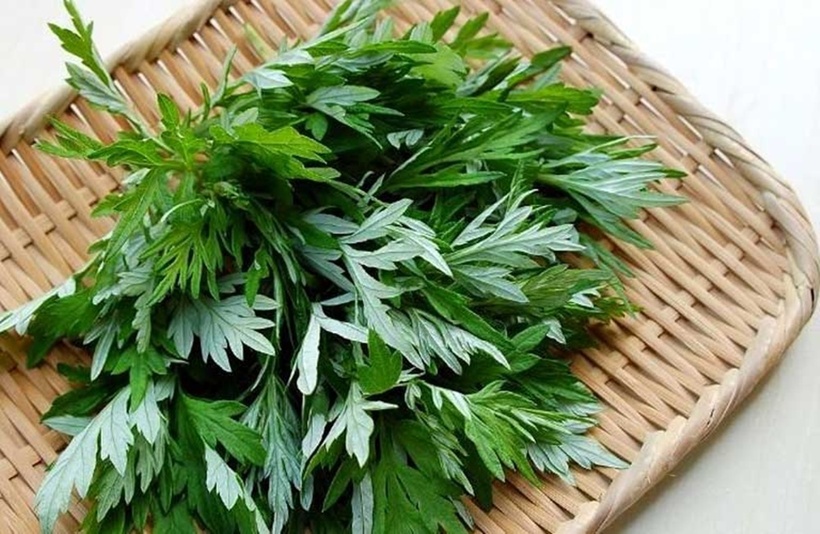 Loại rau khá quen thuộc với người Việt, được coi là "thần dược" của phụ nữ.